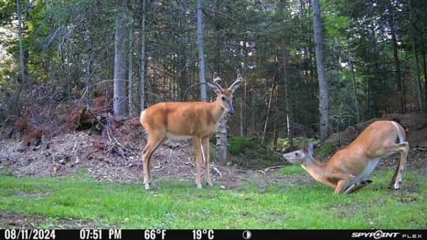 funny trail cam momenst 21 Trail Cams Capture Wildlife Shenanigans (24 photos)