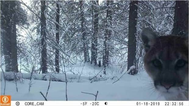 funny trail cam momenst 23 Trail Cams Capture Wildlife Shenanigans (24 photos)