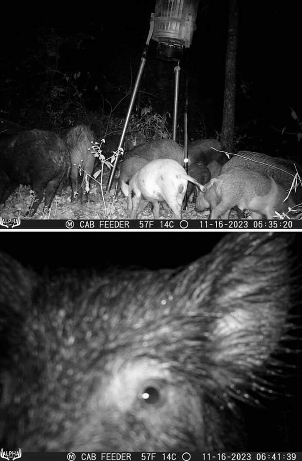funny trail cam momenst 24 Trail Cams Capture Wildlife Shenanigans (24 photos)