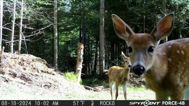 funny trail cam momenst 3 Trail Cams Capture Wildlife Shenanigans (24 photos)