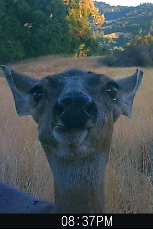 funny trail cam momenst 4 Trail Cams Capture Wildlife Shenanigans (24 photos)