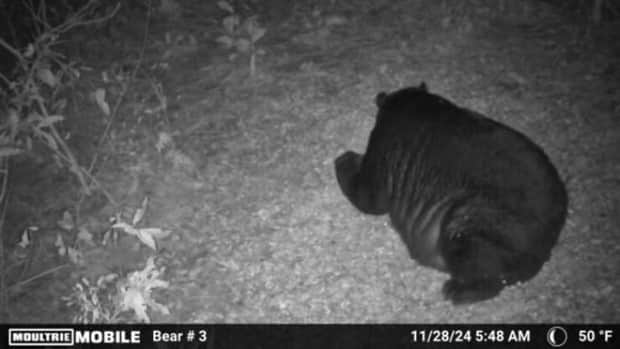 funny trail cam momenst 5 Trail Cams Capture Wildlife Shenanigans (24 photos)