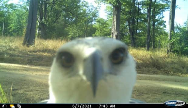 funny trail cam momenst 8 Trail Cams Capture Wildlife Shenanigans (24 photos)