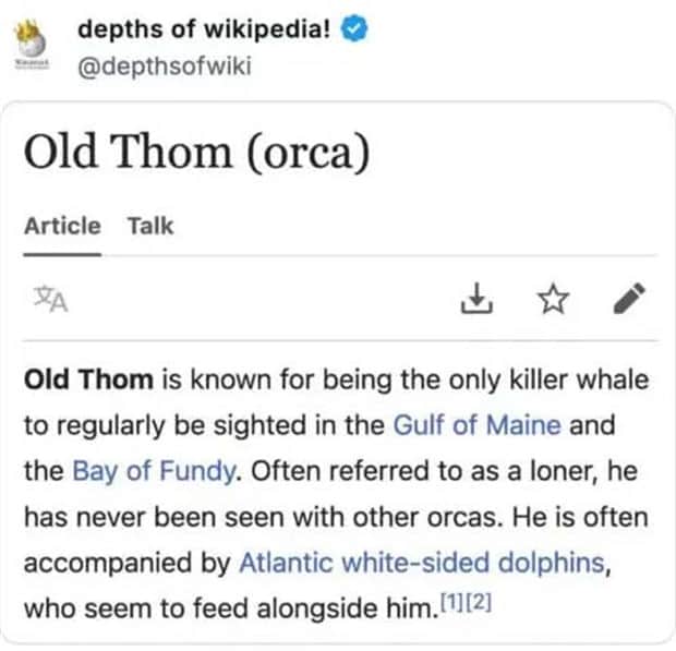 funny wikipedia entries 11 30 Weird Wikipedia Entries Hidden in the Depths (30 photos)