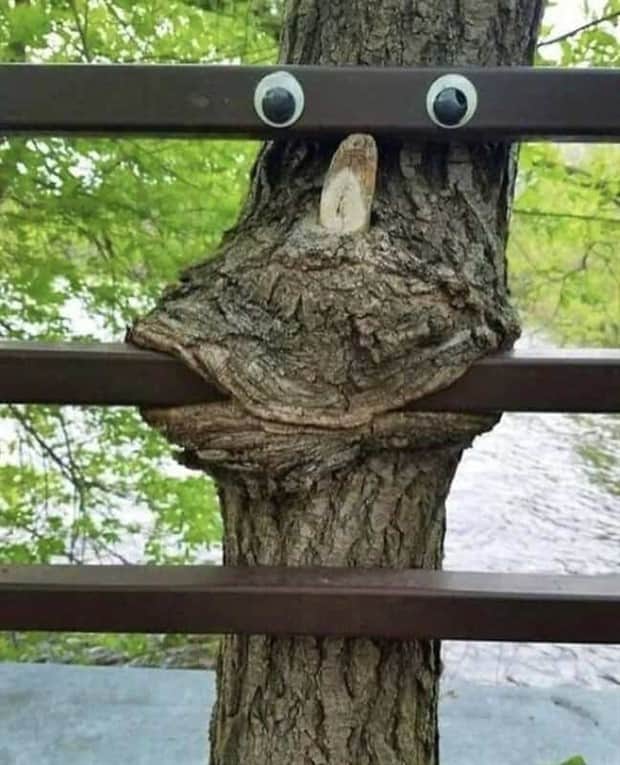 hungry trees 1 Random Objects Absorbed by Trees (21 photos)