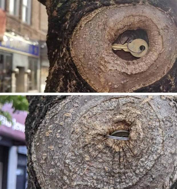 hungry trees 10 Random Objects Absorbed by Trees (21 photos)