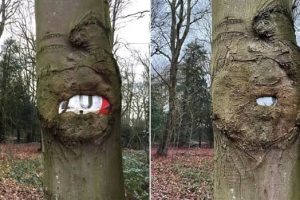 Random Objects Absorbed by Trees (21 photos)