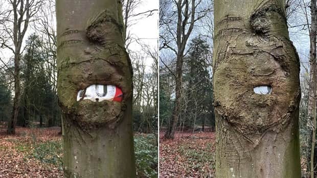 hungry trees 17 Random Objects Absorbed by Trees (21 photos)