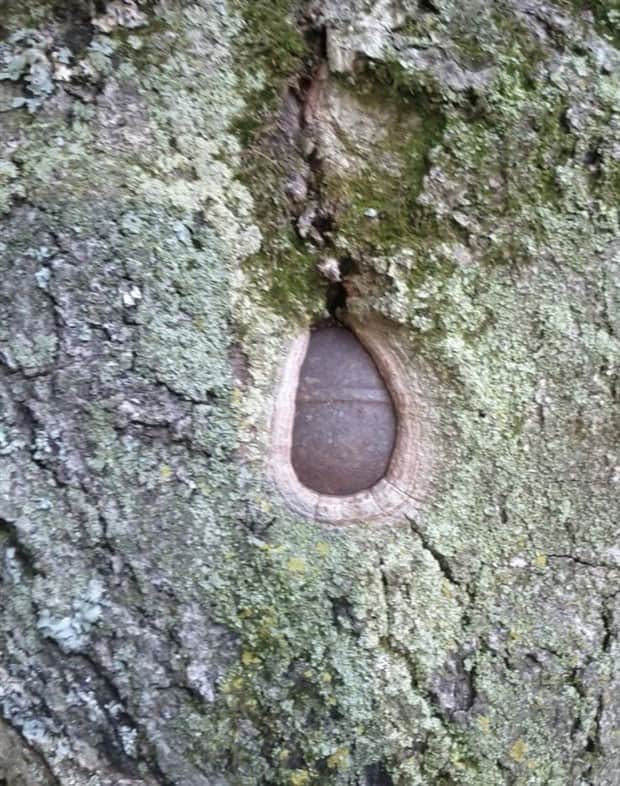 hungry trees 19 Random Objects Absorbed by Trees (21 photos)