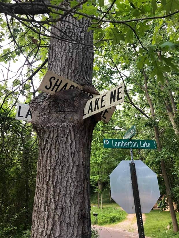 hungry trees 20 Random Objects Absorbed by Trees (21 photos)