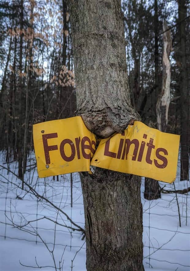 hungry trees 21 Random Objects Absorbed by Trees (21 photos)