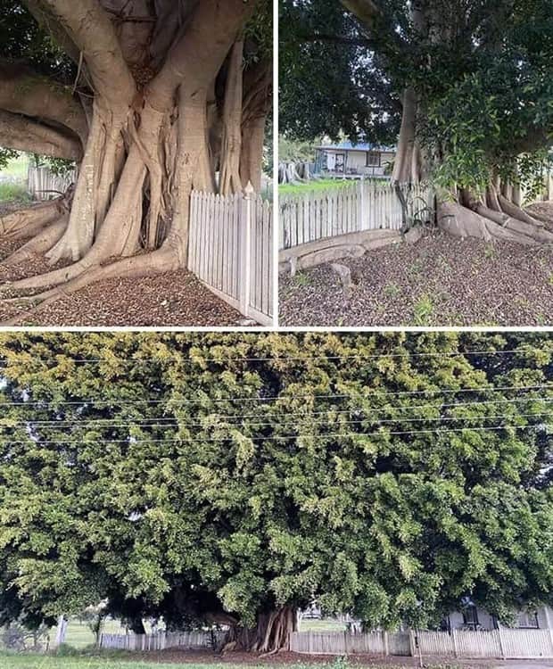 hungry trees 5 Random Objects Absorbed by Trees (21 photos)