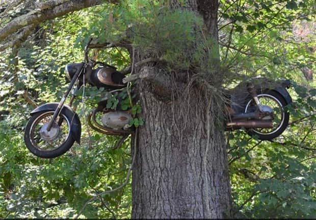 hungry trees 7 Random Objects Absorbed by Trees (21 photos)