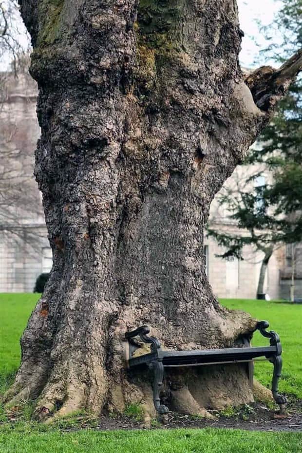 hungry trees 8 Random Objects Absorbed by Trees (21 photos)