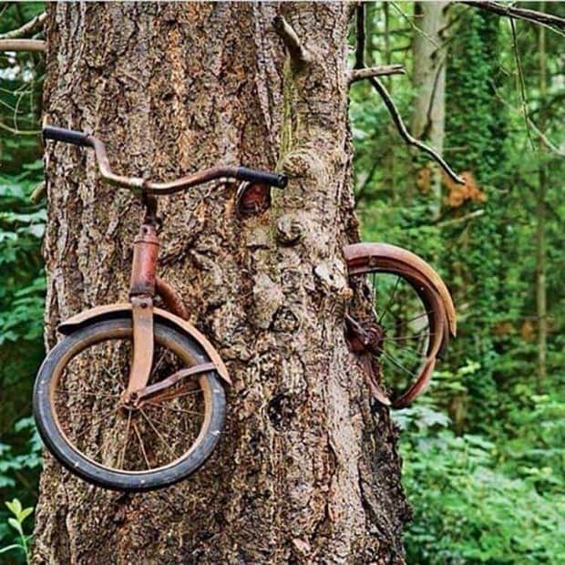 hungry trees 9 Random Objects Absorbed by Trees (21 photos)