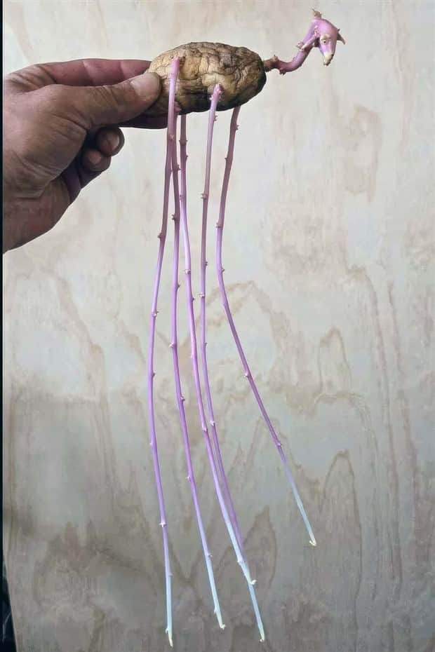 Klyker Picdump #1858 (43 photos)