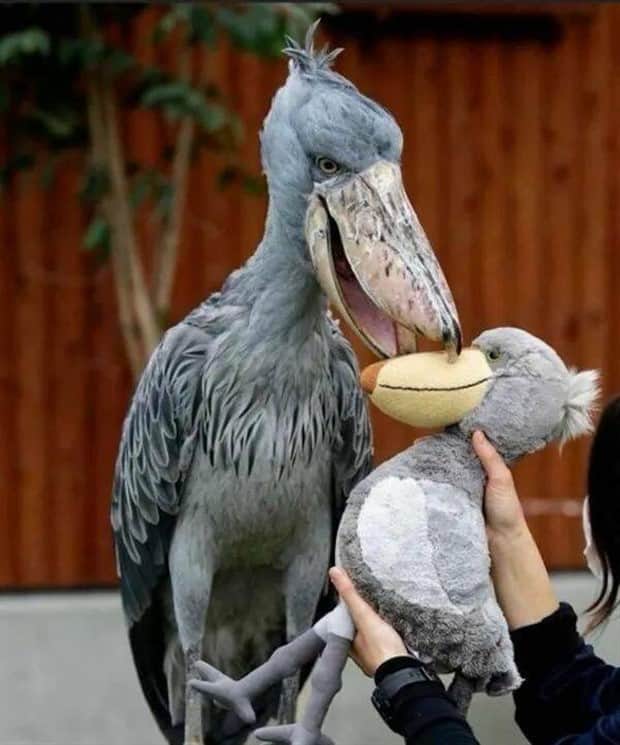 Klyker Picdump #1863 (43 photos)