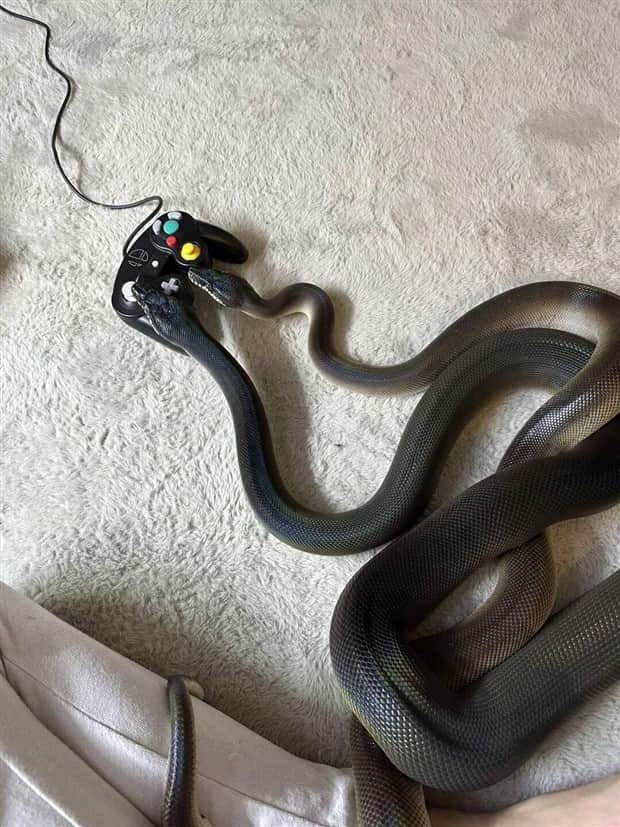 klyker picdump 11 6 2025 22 Klyker Picdump #1849 (44 photos)