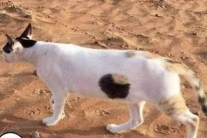 Look Twice, Trust Me #26 (21 photos)