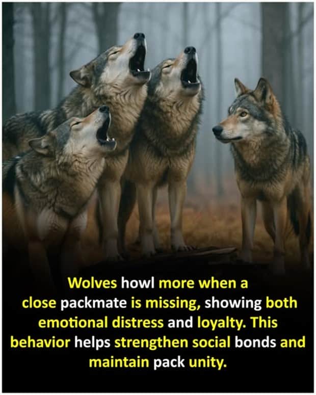 Cool and Interesting Facts #456 (20 photos)