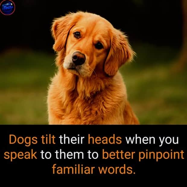 Cool and Interesting Facts #456 (20 photos)