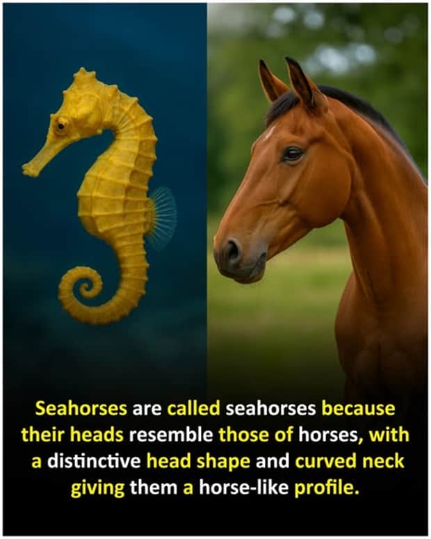 random facts 8 1 Cool and Interesting Facts #455 (25 photos)