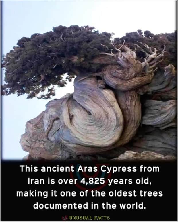 Cool and Interesting Facts #457 (17 photos)