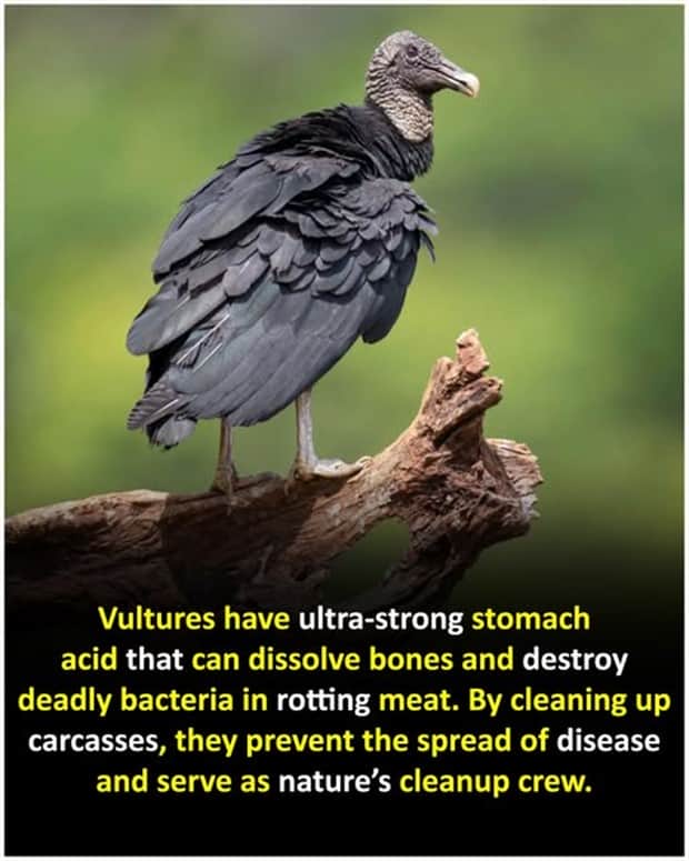 Cool and Interesting Facts #457 (17 photos)