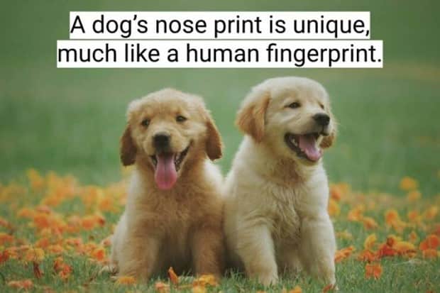 surprising dog facts 1 18 Dog Facts That Will Surprise You (18 photos)
