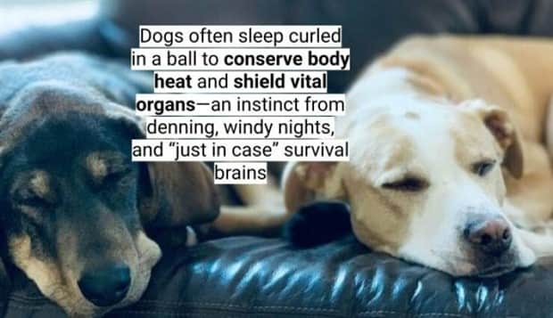 surprising dog facts 10 18 Dog Facts That Will Surprise You (18 photos)