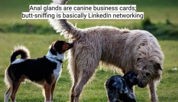 surprising dog facts 11 18 Dog Facts That Will Surprise You (18 photos)
