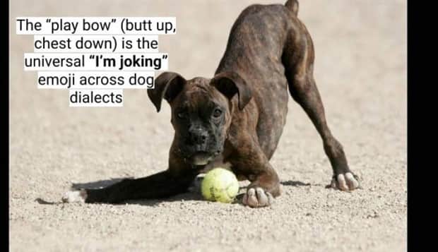 surprising dog facts 12 18 Dog Facts That Will Surprise You (18 photos)