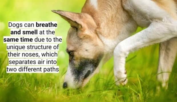 surprising dog facts 13 18 Dog Facts That Will Surprise You (18 photos)