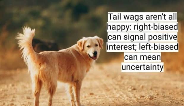 surprising dog facts 14 18 Dog Facts That Will Surprise You (18 photos)