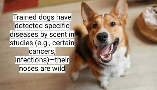 surprising dog facts 15 18 Dog Facts That Will Surprise You (18 photos)