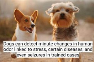 18 Dog Facts That Will Surprise You (18 photos)