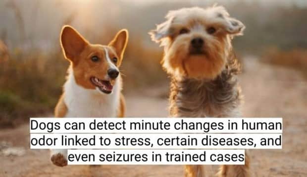 surprising dog facts 16 18 Dog Facts That Will Surprise You (18 photos)