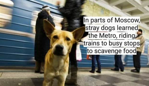 surprising dog facts 17 18 Dog Facts That Will Surprise You (18 photos)