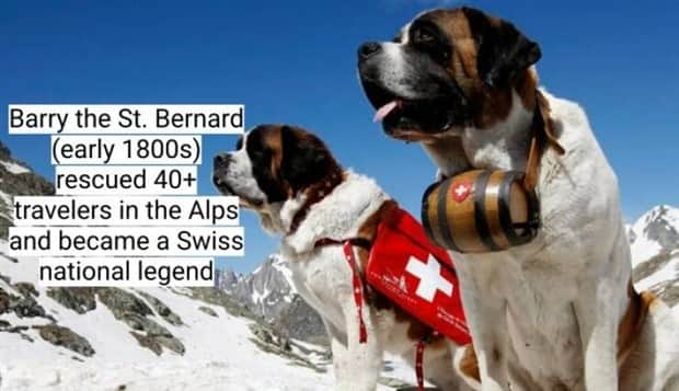 surprising dog facts 18 18 Dog Facts That Will Surprise You (18 photos)
