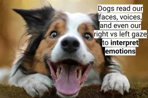 surprising dog facts 2 18 Dog Facts That Will Surprise You (18 photos)