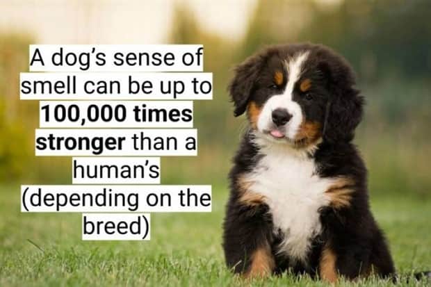 surprising dog facts 3 18 Dog Facts That Will Surprise You (18 photos)