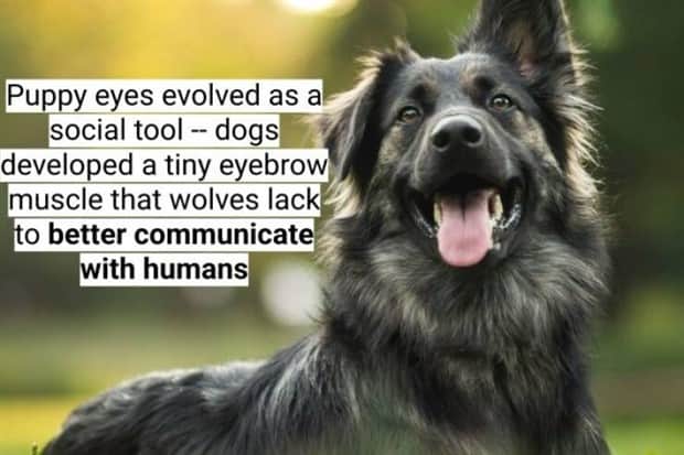 surprising dog facts 4 18 Dog Facts That Will Surprise You (18 photos)