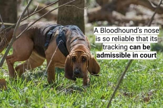 surprising dog facts 5 18 Dog Facts That Will Surprise You (18 photos)
