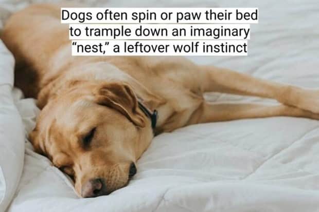 surprising dog facts 6 18 Dog Facts That Will Surprise You (18 photos)