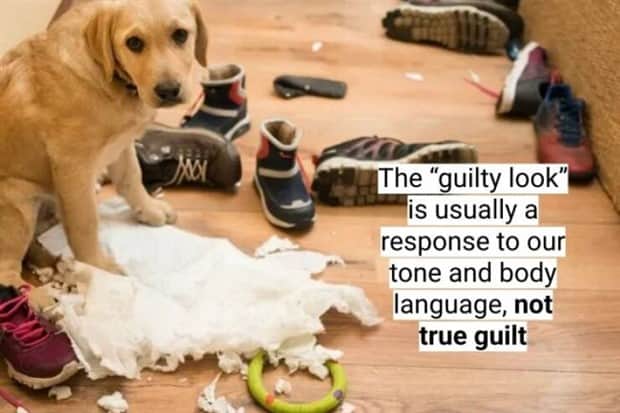 surprising dog facts 7 18 Dog Facts That Will Surprise You (18 photos)