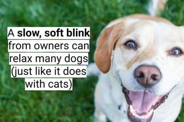 surprising dog facts 8 18 Dog Facts That Will Surprise You (18 photos)