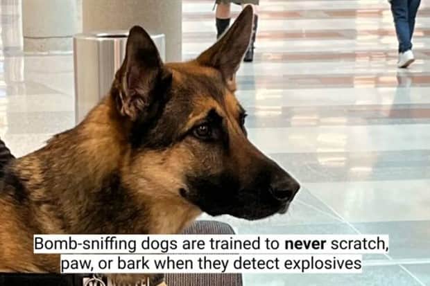 surprising dog facts 9 18 Dog Facts That Will Surprise You (18 photos)