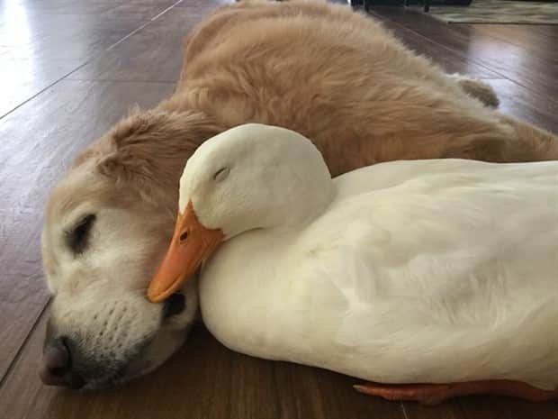 Heartwarming Animal Duos You Must See (33 photos)