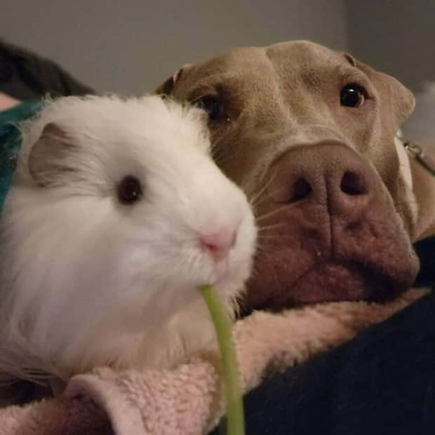 Heartwarming Animal Duos You Must See (33 photos)