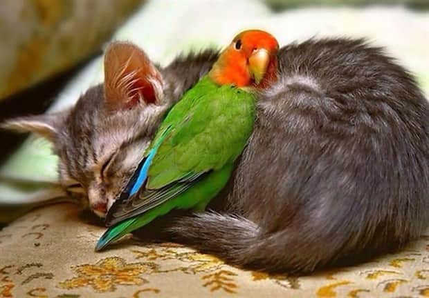 Heartwarming Animal Duos You Must See (33 photos)